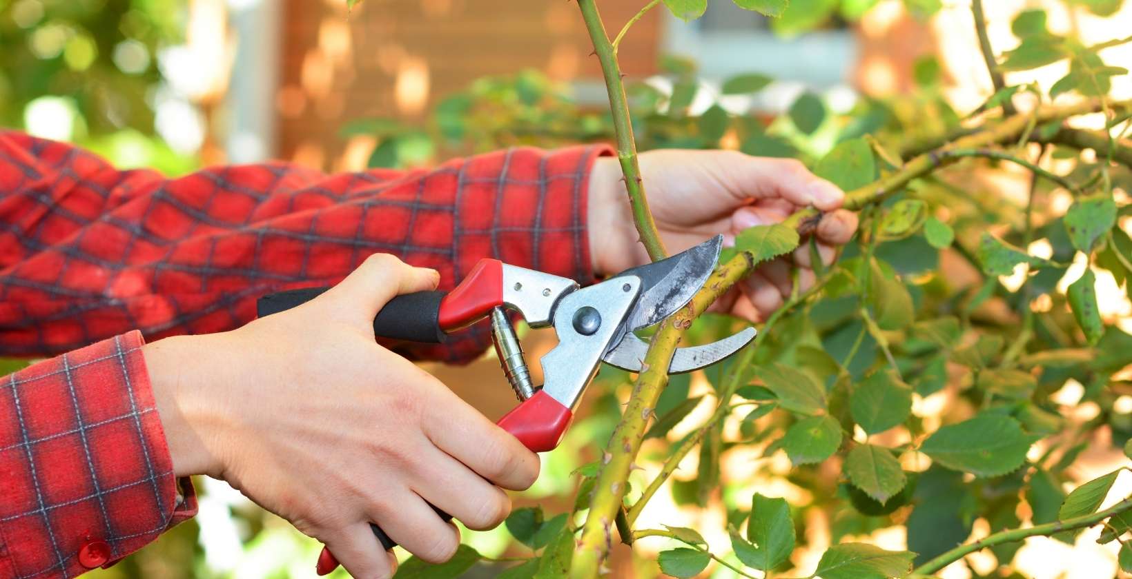 El arte de podar: cómo transformar tu jardín con las herramientas correctas